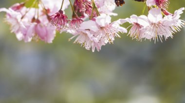 Sakura. Tayvan kiraz çiçeği. Güzel pembe çiçekler