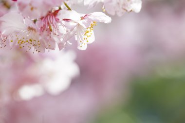 Sakura. Tayvan kiraz çiçeği. Güzel pembe çiçekler