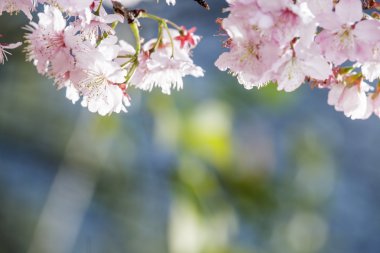 Sakura. Tayvan kiraz çiçeği. Güzel pembe çiçekler