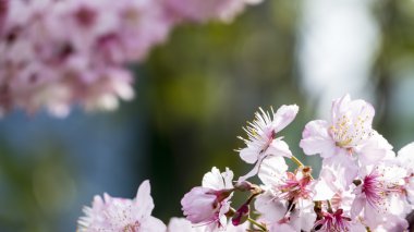 Sakura. Tayvan kiraz çiçeği. Güzel pembe çiçekler