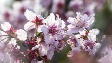 Sakura. Tayvan kiraz çiçeği. Güzel pembe çiçekler