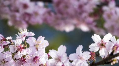 Sakura. Tayvan kiraz çiçeği. Güzel pembe çiçekler