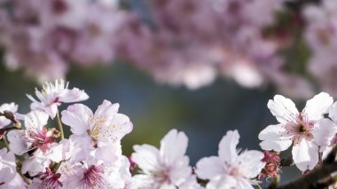 Sakura. Tayvan kiraz çiçeği. Güzel pembe çiçekler