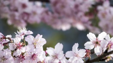 Sakura. Tayvan kiraz çiçeği. Güzel pembe çiçekler