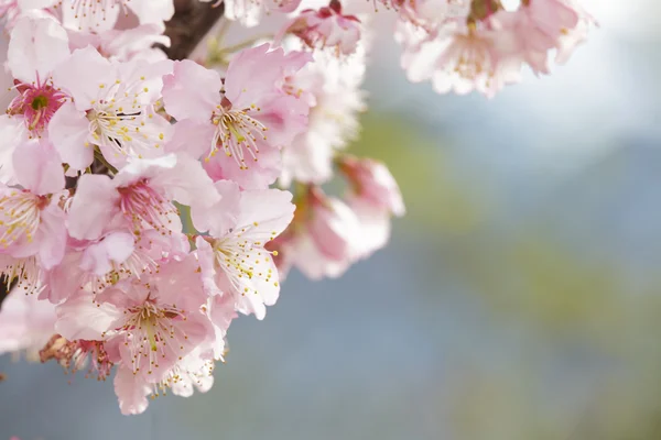 Sakura. Flor de cerezo en Taiwán. Hermosas flores rosadas —  Fotos de Stock
