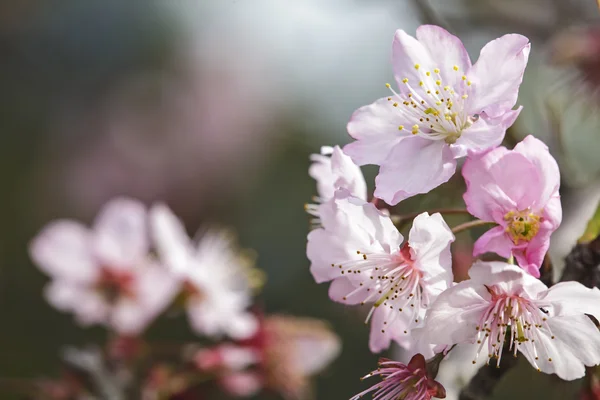 Sakura. Kwiat wiśni na Tajwanie. Piękne różowe kwiaty — Zdjęcie stockowe