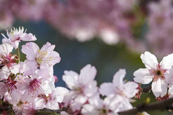 Sakura. Ανθισμένες κερασιές στην Ταϊβάν. Όμορφα ροζ λουλούδια — Φωτογραφία Αρχείου