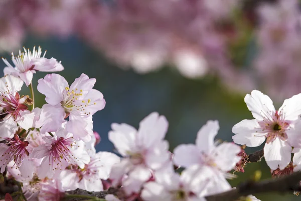 Sakura. Cherry Blossom Tajvanon. Szép rózsaszín virágokkal — Stock Fotó