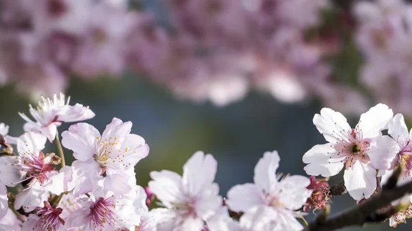 Sakura. Kwiat wiśni na Tajwanie. Piękne różowe kwiaty — Zdjęcie stockowe