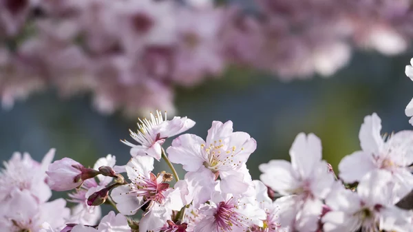 Sakura. Třešňový květ v Tchaj-wanu. Krásné růžové květy — Stock fotografie