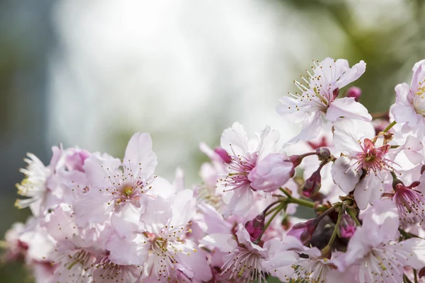 Sakura. Ανθισμένες κερασιές στην Ταϊβάν. Όμορφα ροζ λουλούδια — Φωτογραφία Αρχείου
