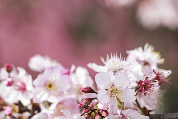 Sakura. Ανθισμένες κερασιές στην Ταϊβάν. Όμορφα ροζ λουλούδια — Φωτογραφία Αρχείου