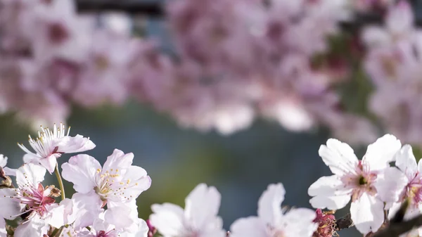 Sakura. Flor de cerezo en Taiwán. Hermosas flores rosadas —  Fotos de Stock