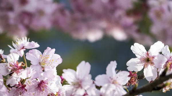 Sakura. Cherry Blossom Tajvanon. Szép rózsaszín virágokkal — Stock Fotó