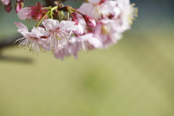 Sakura. Cherry Blossom i Taiwan. Vackra rosa blommor — Stockfoto