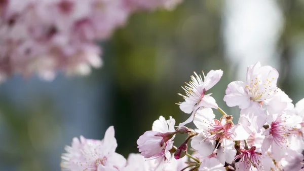 Sakura. Ανθισμένες κερασιές στην Ταϊβάν. Όμορφα ροζ λουλούδια — Φωτογραφία Αρχείου