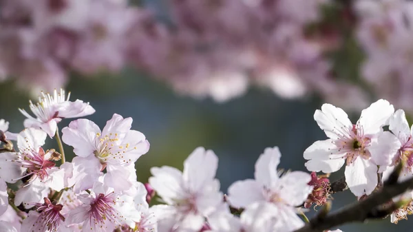 Sakura. Fiori di ciliegio a Taiwan. Bellissimi fiori rosa — Foto Stock