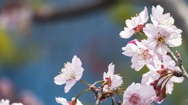 Sakura. Flor de cerezo en Taiwán. Hermosas flores rosadas —  Fotos de Stock