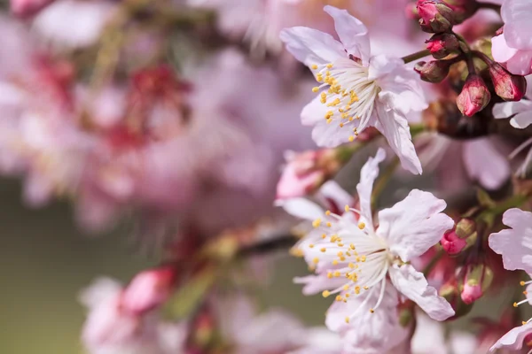 Sakura. Fiori di ciliegio a Taiwan. Bellissimi fiori rosa — Foto Stock