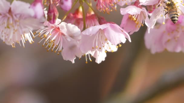 Sakura. Tayvan kiraz çiçeği. Güzel pembe çiçekler — Stok video