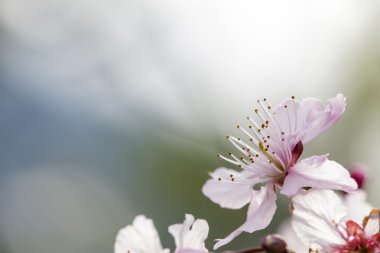 Sakura. Kiraz çiçeği bahar sezonu. Güzel pembe çiçekler