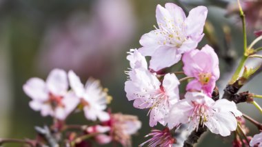 Sakura. Kiraz çiçeği bahar sezonu. Güzel pembe çiçekler