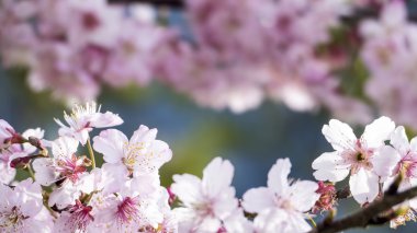 Sakura. Kiraz çiçeği bahar sezonu. Güzel pembe çiçekler