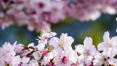 Sakura. Kiraz çiçeği bahar sezonu. Güzel pembe çiçekler