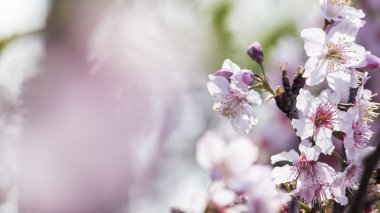 Sakura. Kiraz çiçeği bahar sezonu. Güzel pembe çiçekler