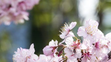 Sakura. Kiraz çiçeği bahar sezonu. Güzel pembe çiçekler