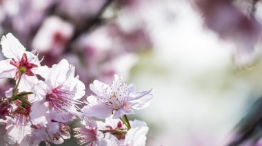 Sakura. Kiraz çiçeği bahar sezonu. Güzel pembe çiçekler