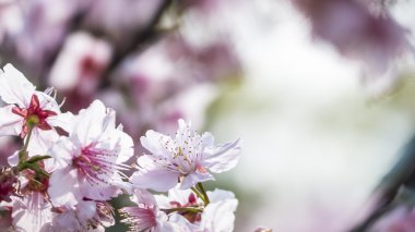 Sakura. Kiraz çiçeği bahar sezonu. Güzel pembe çiçekler