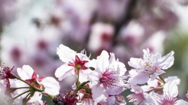 Sakura. Kiraz çiçeği bahar sezonu. Güzel pembe çiçekler