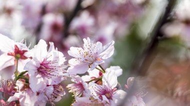 Sakura. Kiraz çiçeği bahar sezonu. Güzel pembe çiçekler