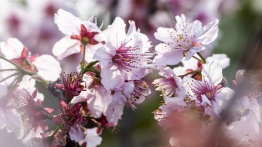 Sakura. Kiraz çiçeği bahar sezonu. Güzel pembe çiçekler