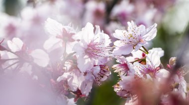 Sakura. Kiraz çiçeği bahar sezonu. Güzel pembe çiçekler