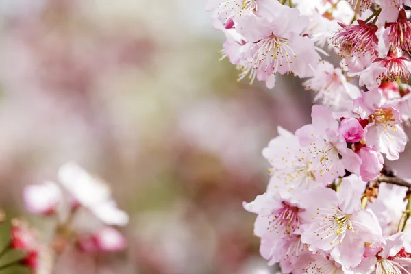 Sakura. Cherry Blossom i vårsäsongen. Vackra rosa blommor — Stockfoto