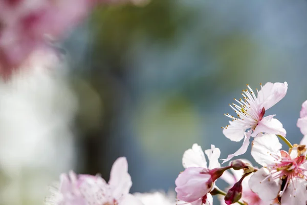 Sakura. Třešňový květ v jarní sezóně. Krásné růžové květy — Stock fotografie