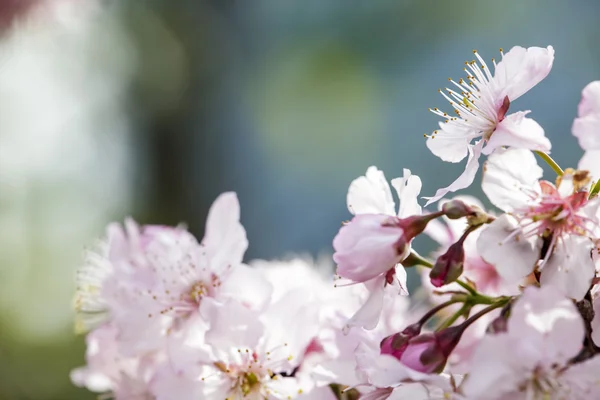 Sakura. Cherry Blossom in Spring season. Beautiful Pink Flowers — Stock Photo, Image