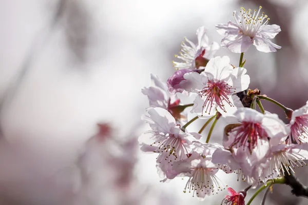 Sakura. Flor de cerezo en primavera. Hermosas flores rosadas —  Fotos de Stock