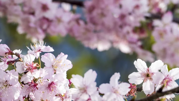 Sakura. Ανθισμένες κερασιές, άνοιξη σεζόν. Όμορφα ροζ λουλούδια — Φωτογραφία Αρχείου