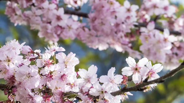 Sakura. Flor de cerezo en primavera. Hermosas flores rosadas —  Fotos de Stock