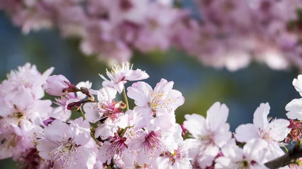 さくら。春の桜。美しいピンクの花 — ストック写真