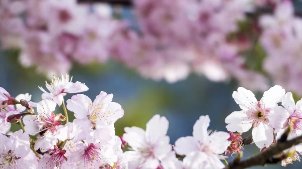 Sakura. Ανθισμένες κερασιές, άνοιξη σεζόν. Όμορφα ροζ λουλούδια — Φωτογραφία Αρχείου