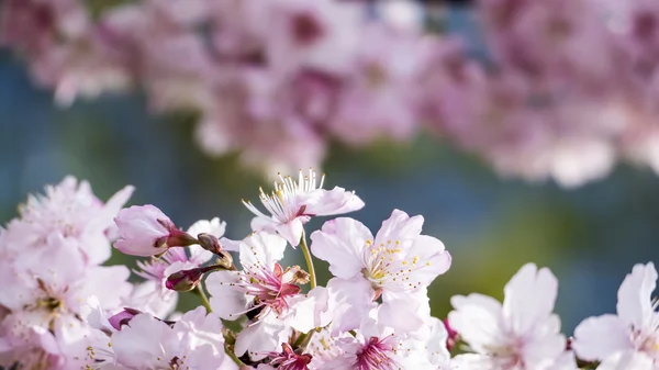 Sakura. Cherry Blossom kevätkaudella. Kaunis vaaleanpunaisia kukkia — kuvapankkivalokuva