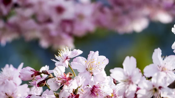 Sakura. Fleur de cerisier au printemps. Belles fleurs roses — Photo