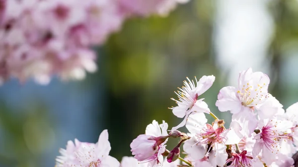 Sakura. Wiśniowej w sezonie wiosna. Piękne różowe kwiaty — Zdjęcie stockowe