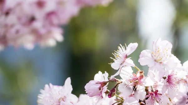 Sakura. Fleur de cerisier au printemps. Belles fleurs roses — Photo