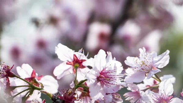 Sakura. Ανθισμένες κερασιές, άνοιξη σεζόν. Όμορφα ροζ λουλούδια — Φωτογραφία Αρχείου