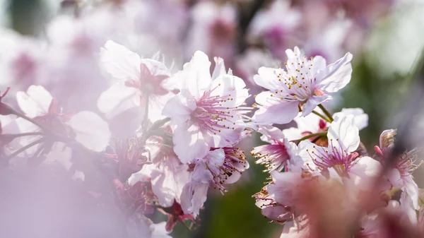 Sakura. Fleur de cerisier au printemps. Belles fleurs roses — Photo
